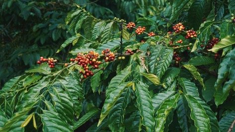 Ripe red and yellow coffee cherries on the branch in the Vietnamese central highlands, source of the beans used by Le Caïffa.